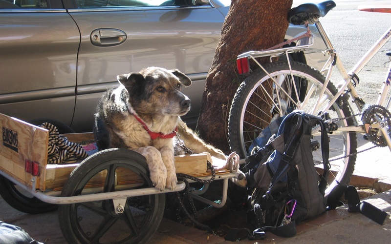 REMOLQUE DE BICI PARA PERRO: CÓMO ELEGIR EL CARRO ADECUADO 5 perro en un carro casero de bicicleta REMOLQUE DE BICI PARA PERRO: CÓMO ELEGIR EL CARRO ADECUADO